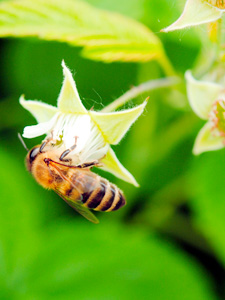 bee-on-raspberry