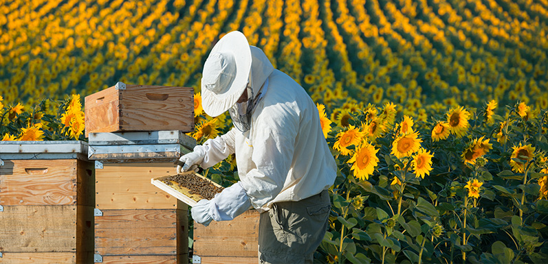 Beekeeping