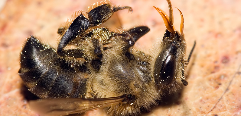 The one-two punch that could knock out the world’s bees.