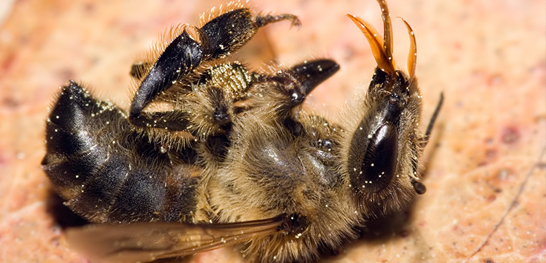 Honeybees are Predictors of a City's Health, New Research Finds