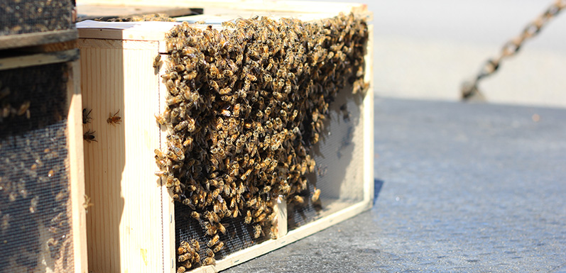 LESSON 9: Packaged Bees and How to Care for Them