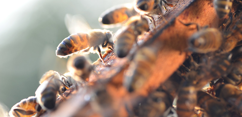 What to Do If Bees Are in Your Home: A Quick and Simple Guide
