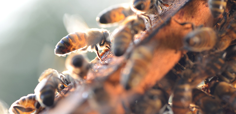 Blog Archive » Bee Swarm