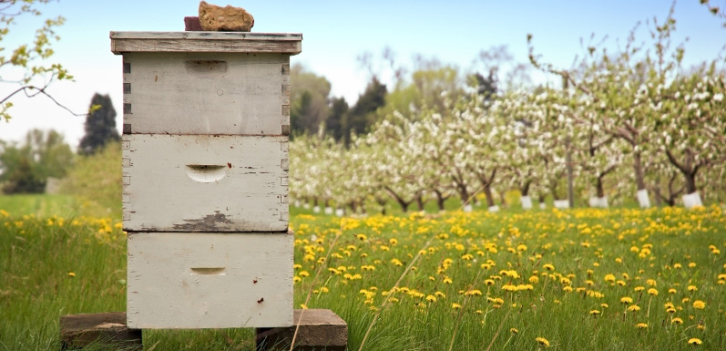 New To Beekeeping? Here's an FAQ For 'Bee'-ginners