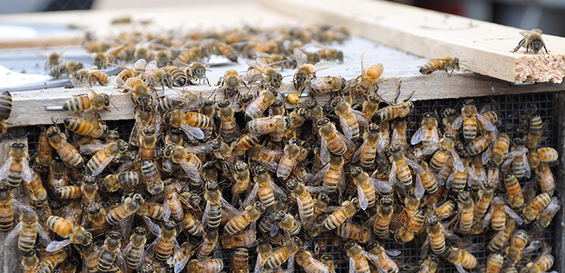 What Goes Into Beekeeping? Bees, Honey, And The Workings Of A Hive