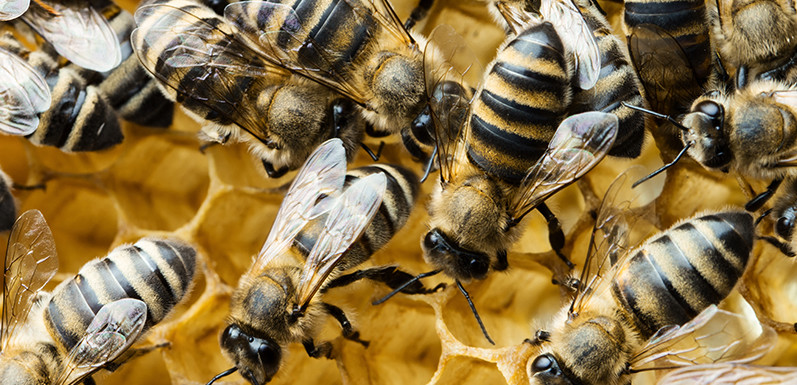 Steady Decline in Honey Crop Raises Concerns for Honey Bees’ Future