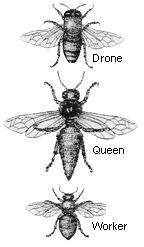 Pic_3Bees
