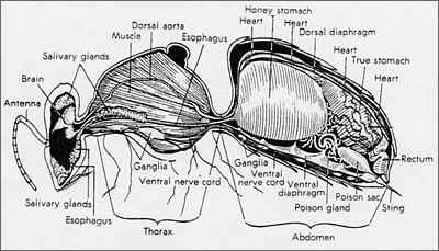 Pic_BeeAnatomy
