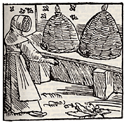 Pic_BeeHistory