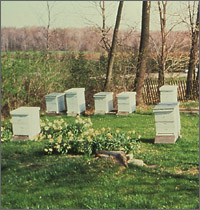 Pic_HivesInGarden