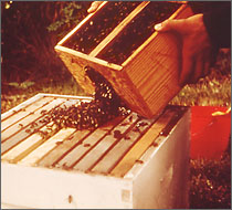 Pic_PackagedBeesintoHive