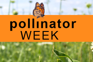 Food Company Sweetens Pollinator Week for Customers and Honey Bees