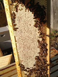 Alan's Bee Chronicles - Inspecting for Honey Harvest