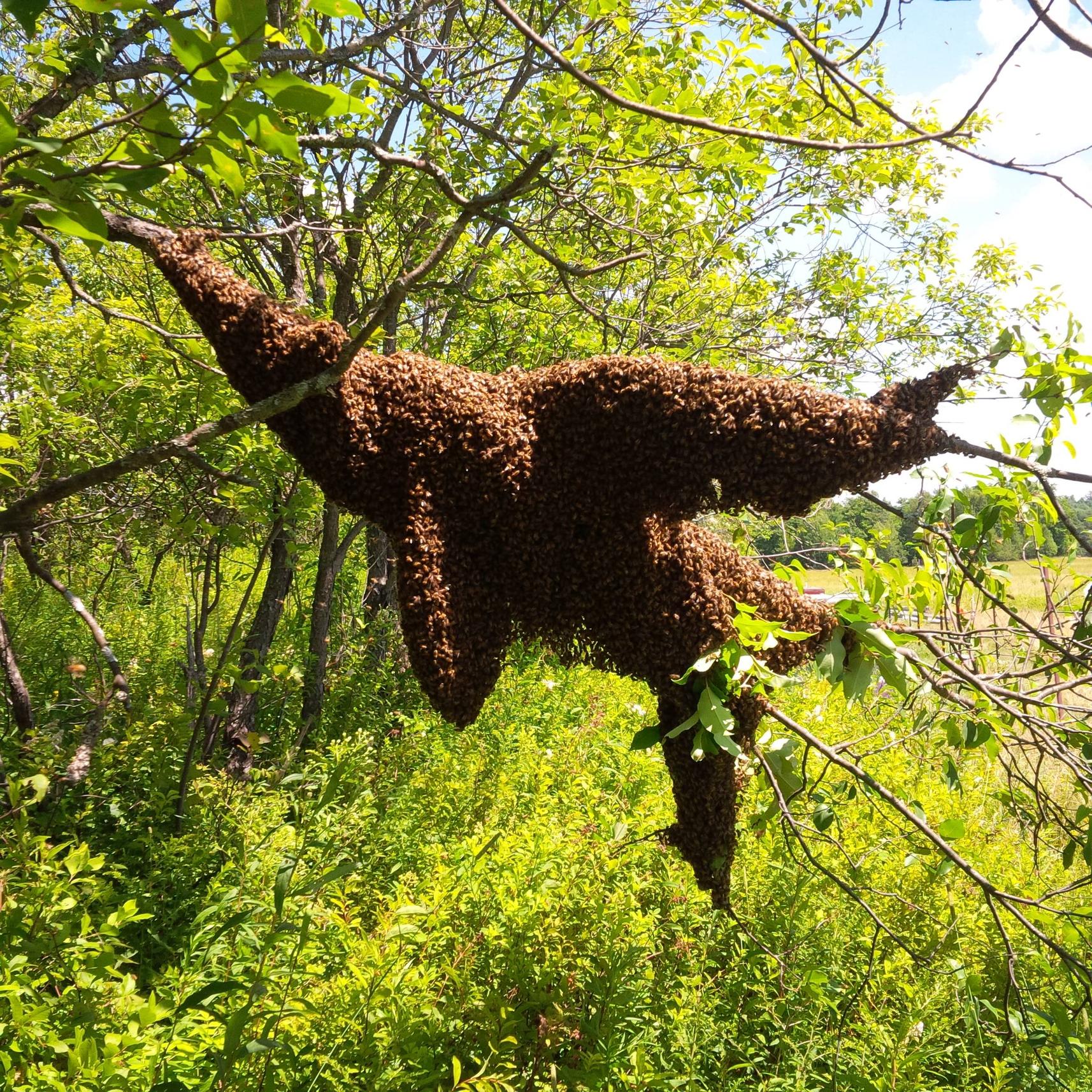 Huge Bee Swarm