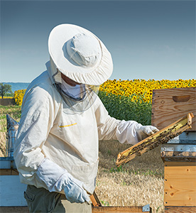 Beekeeping in Sunflower field