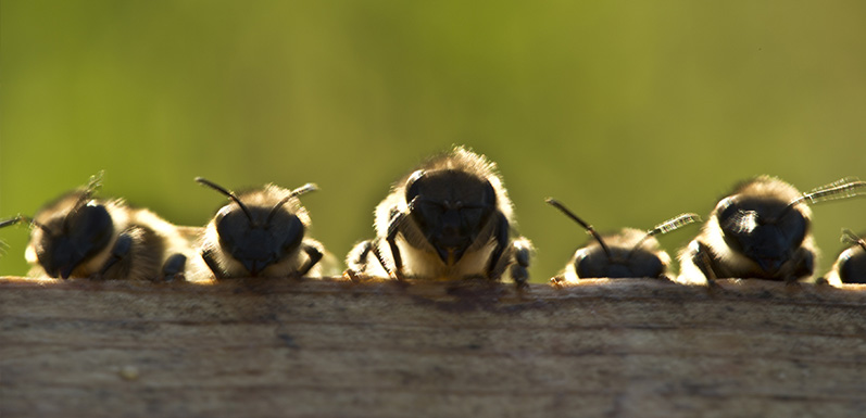 Getting Prepared for New Bees in 2016