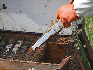White Plastic Frame in Beehive