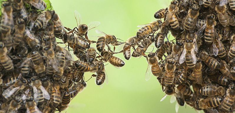 Top 5 Human Occupations for Honey Bees