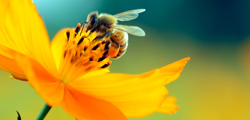 Top 4 Most Harmful Insecticides For Honey Bees