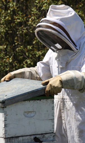 Replacing Hive Cover