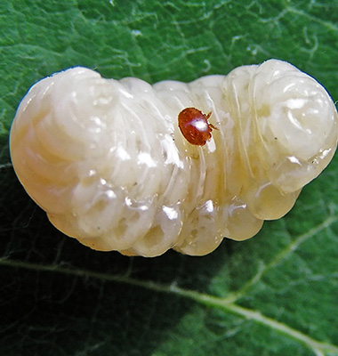 mite on drone larva