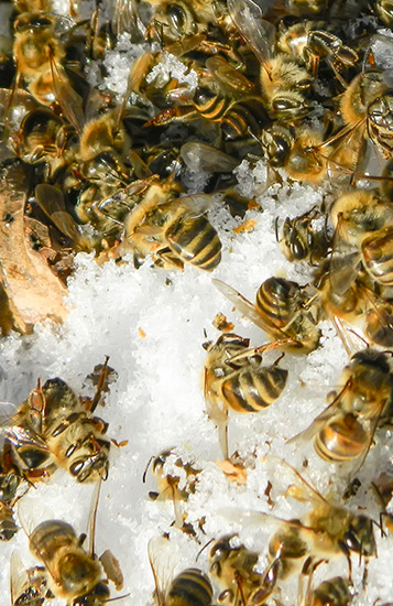dead bees in winter