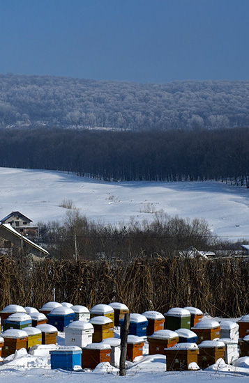 Hives in winter with snow on top