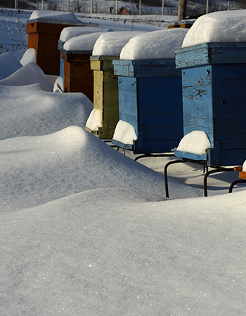 Hives in winter