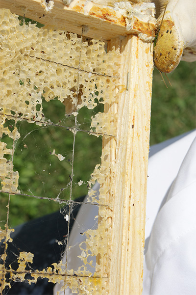 Wax Moth Damage to frame
