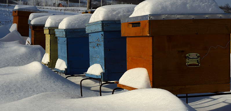 Three Things Every Beekeeper Should be Doing Mid-Winter