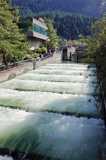 Fish Lader bonneville