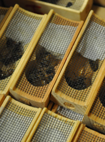 queen bees in cages