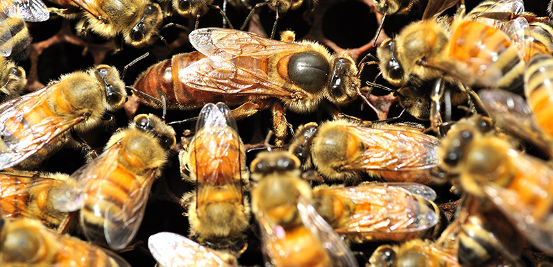 Queen Bee Information - Facts About The Queen Bee