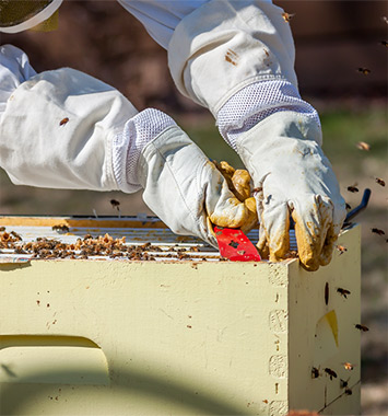 Working on 8 frame hive