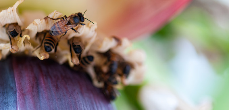 5 Foods you Didn’t Know Were Pollinated by Bees