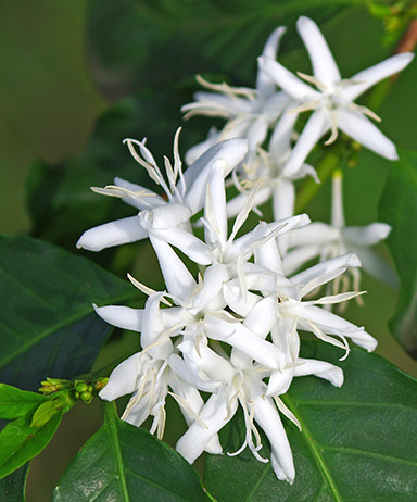 Coffee Blossom 