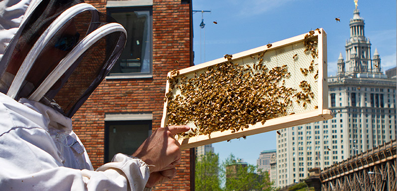Urban Beekeeping: 5 Steps for Starting Out