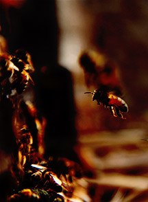 Bees in the dark
