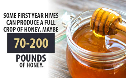 Some first year hives can produce 70-200 lbs of honey
