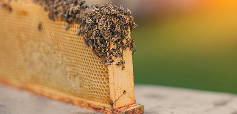 GloryBee, Swarm Lure