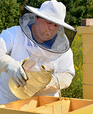 feeding bees
