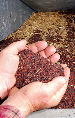Canola Seed