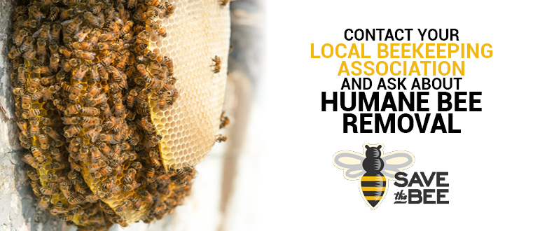 A No-Kill Solution to Bee Removal