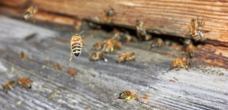 How To Manage Beehives In The Home During Home Renovations - GloryBee Blog