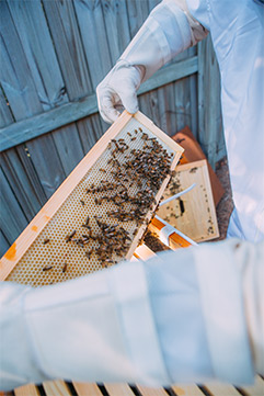 Beekeeping hive