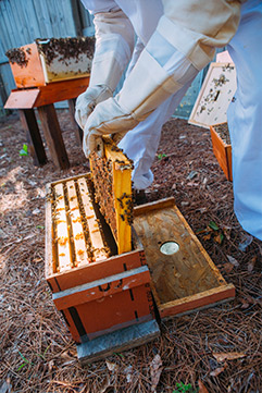 Beekeeping Nuc