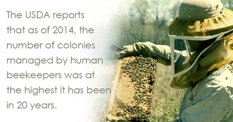 The USDA reports that as of 2014, the number of colonies managed by human beeks was the highest it has been in 20 years