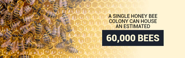 60 Thousand Bees in a colony