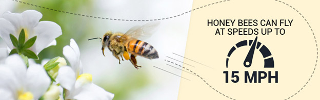 Bees fly at 15 mph