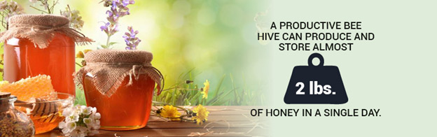 Productive Hive can produce and store 2lbs of honey per day